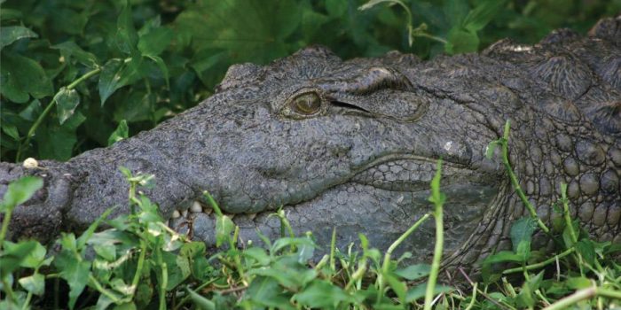 Nile Crocodile Uganda